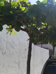 Terminalia kaernbachii