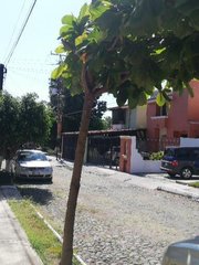 Terminalia kaernbachii