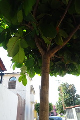 Terminalia kaernbachii