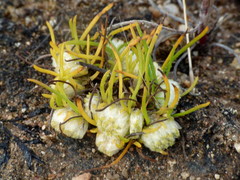 Isoetopsis graminifolia