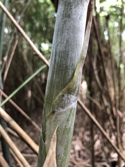 Bambusa pachinensis