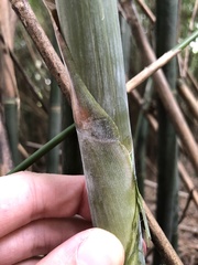 Bambusa pachinensis