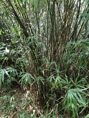 Bambusa pachinensis