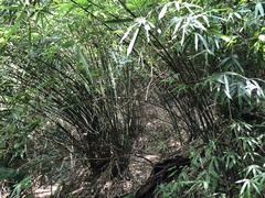 Bambusa pachinensis