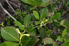 Gardenia aubryi