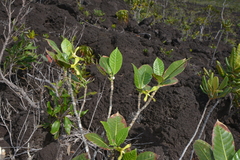 Gardenia aubryi