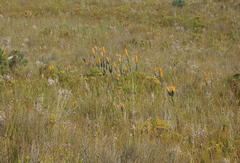 Mimetes pauciflorus