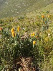 Mimetes pauciflorus
