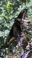 Battus polydamas psittacus