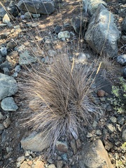 Calamagrostis ophitidis