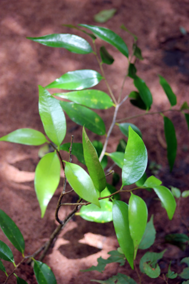 Cinnamosma madagascariensis