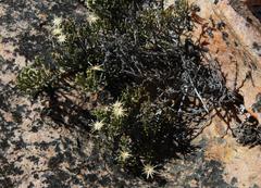 Dolichothrix ericoides