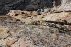 Dolichothrix ericoides