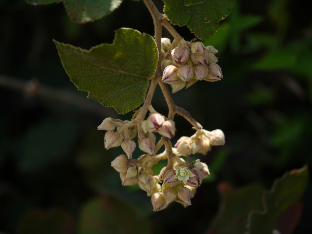 Indian Raspberry