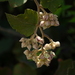 Rubus indicus - Photo (c) Dinesh Valke,  זכויות יוצרים חלקיות (CC BY-SA)