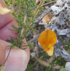 Aspalathus biflora longicarpa
