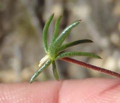 Aspalathus biflora longicarpa