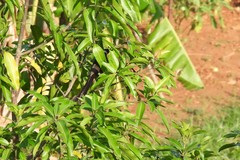 Crypsirina temia
