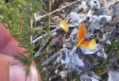 Aspalathus biflora longicarpa