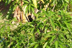Crypsirina temia