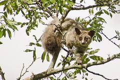 Brown Greater Galago photo 2