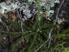 Aspalathus biflora longicarpa