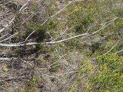Aspalathus biflora longicarpa