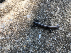 Plestiodon fasciatus