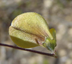 Aspalathus biflora longicarpa