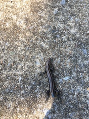 Plestiodon fasciatus