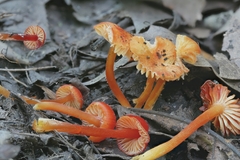 Hygrocybe minutula