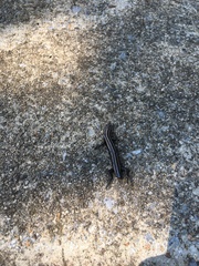 Plestiodon fasciatus