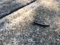 Plestiodon fasciatus