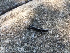 Plestiodon fasciatus