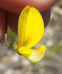 Aspalathus biflora longicarpa