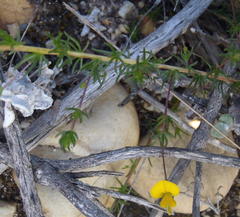 Aspalathus biflora longicarpa