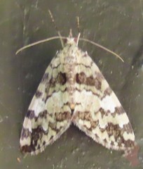 Hydriomena speciosata