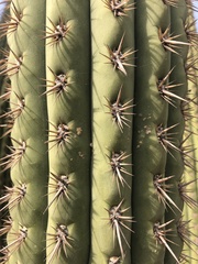 Trichocereus chiloensis chiloensis