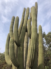 Trichocereus chiloensis chiloensis