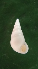 Melanella obtusa
