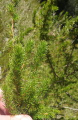 Cliffortia paucistaminea australis
