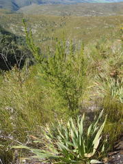Cliffortia paucistaminea australis