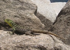 Stenocercus crassicaudatus