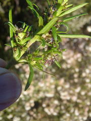 Carpacoce