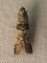 Promylea lunigerella