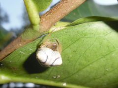 Cyrtarachne raniceps