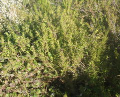 Carpacoce