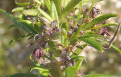 Carpacoce