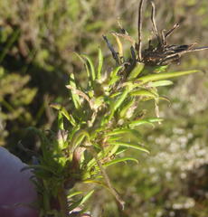 Carpacoce