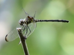 Dythemis nigrescens